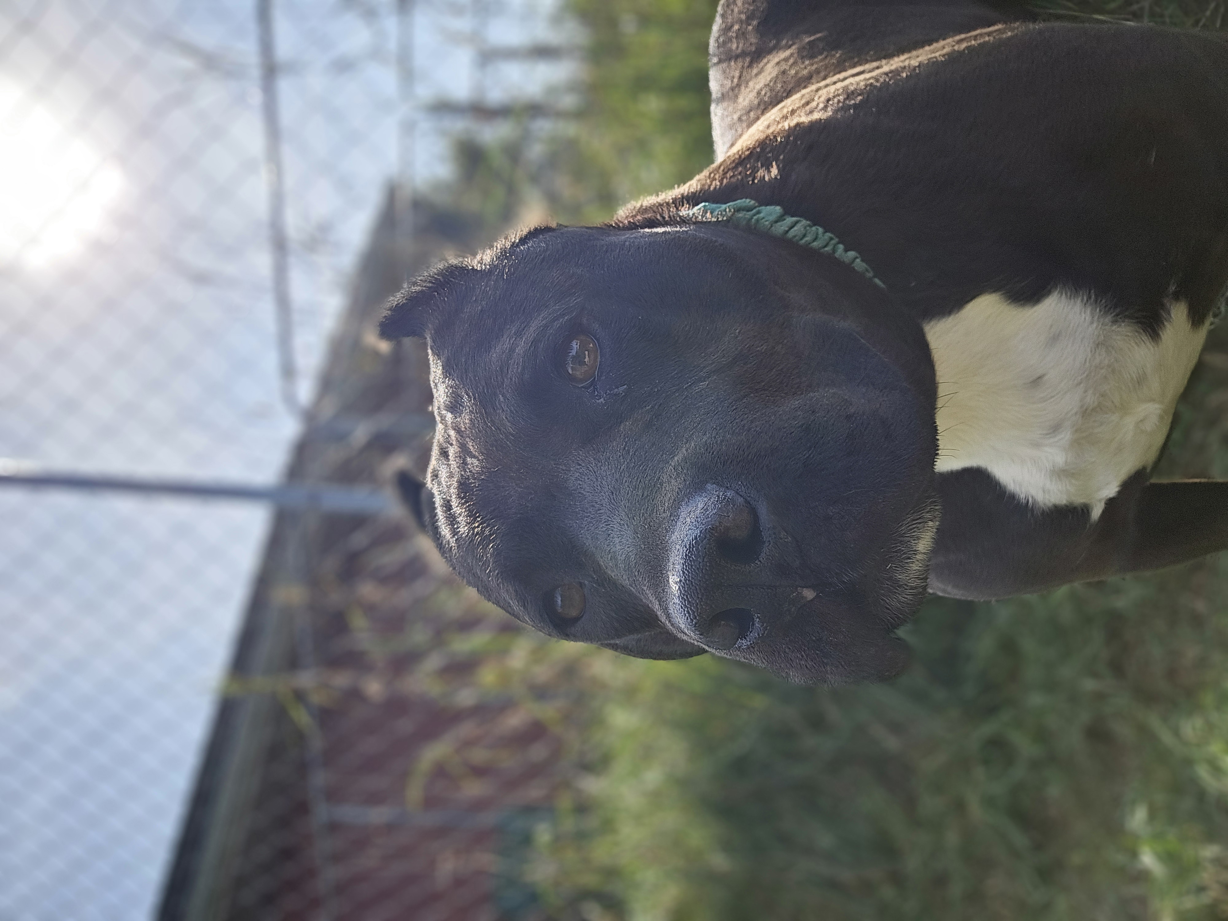 Sheba, a Adoptable mixed breed in Battle Creek, MI image 4/6