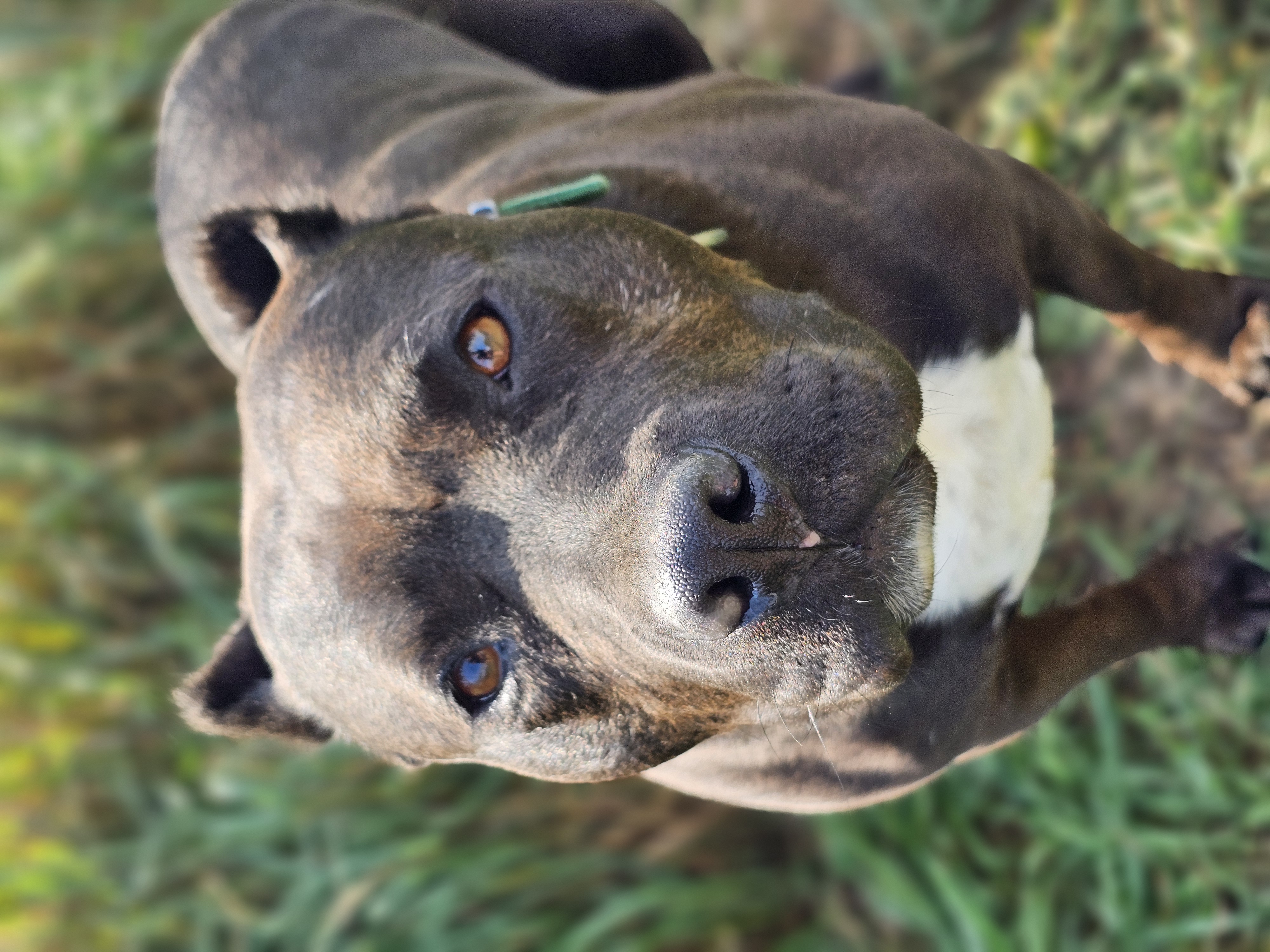 Sheba, a Adoptable mixed breed in Battle Creek, MI image 1/6