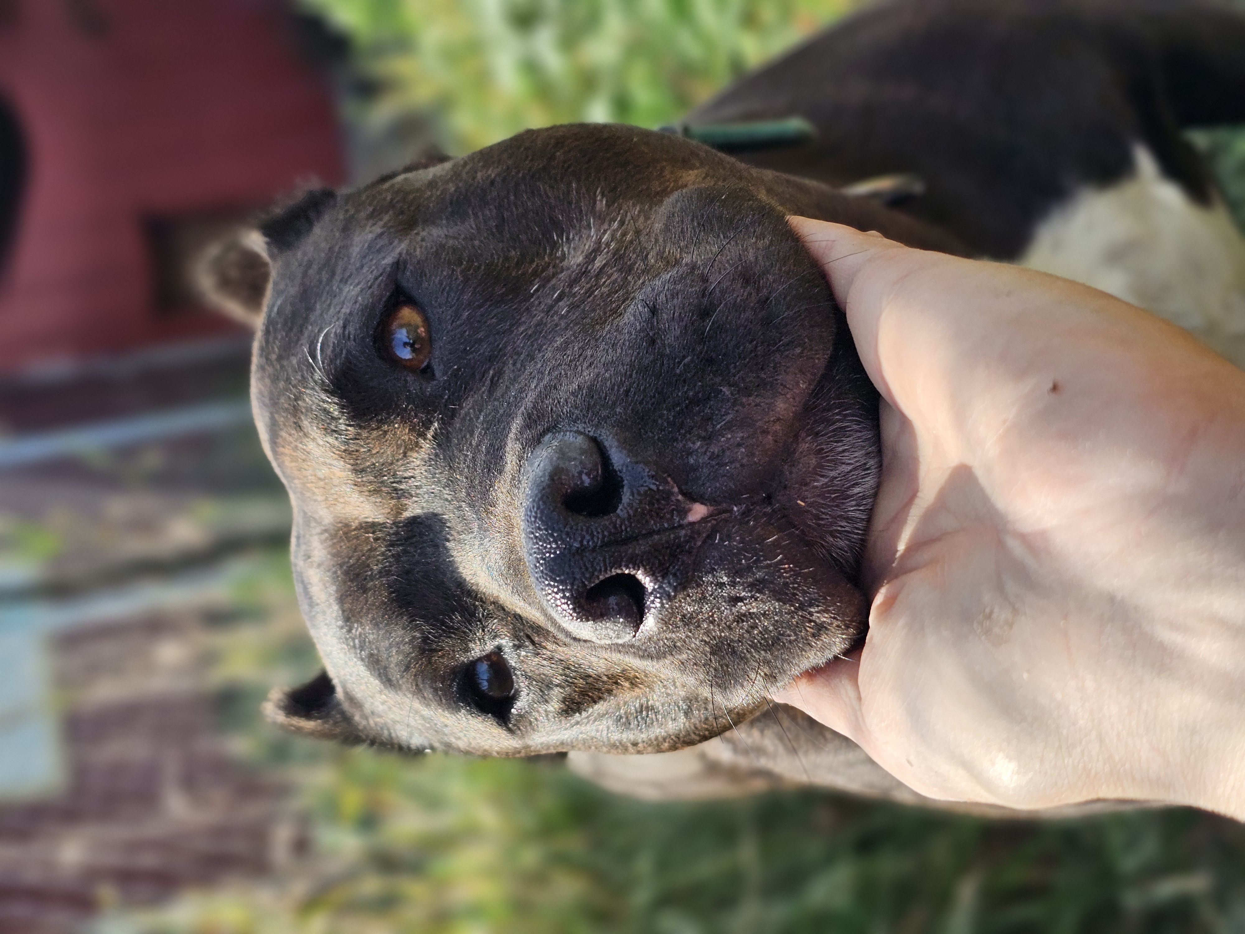 Sheba, a Adoptable mixed breed in Battle Creek, MI image 5/6