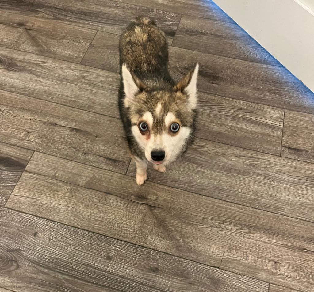 Nate, Adopted, Young Male Pomeranian & Husky.