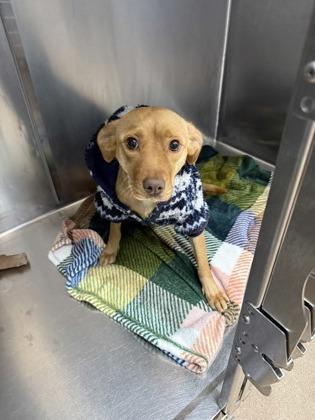 Little Mama, Adoptable, Young Female Labrador Retriever & Mixed Breed.