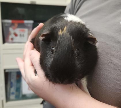 Coppertop, Adoptable, Young Male Guinea Pig & Guinea Pig.