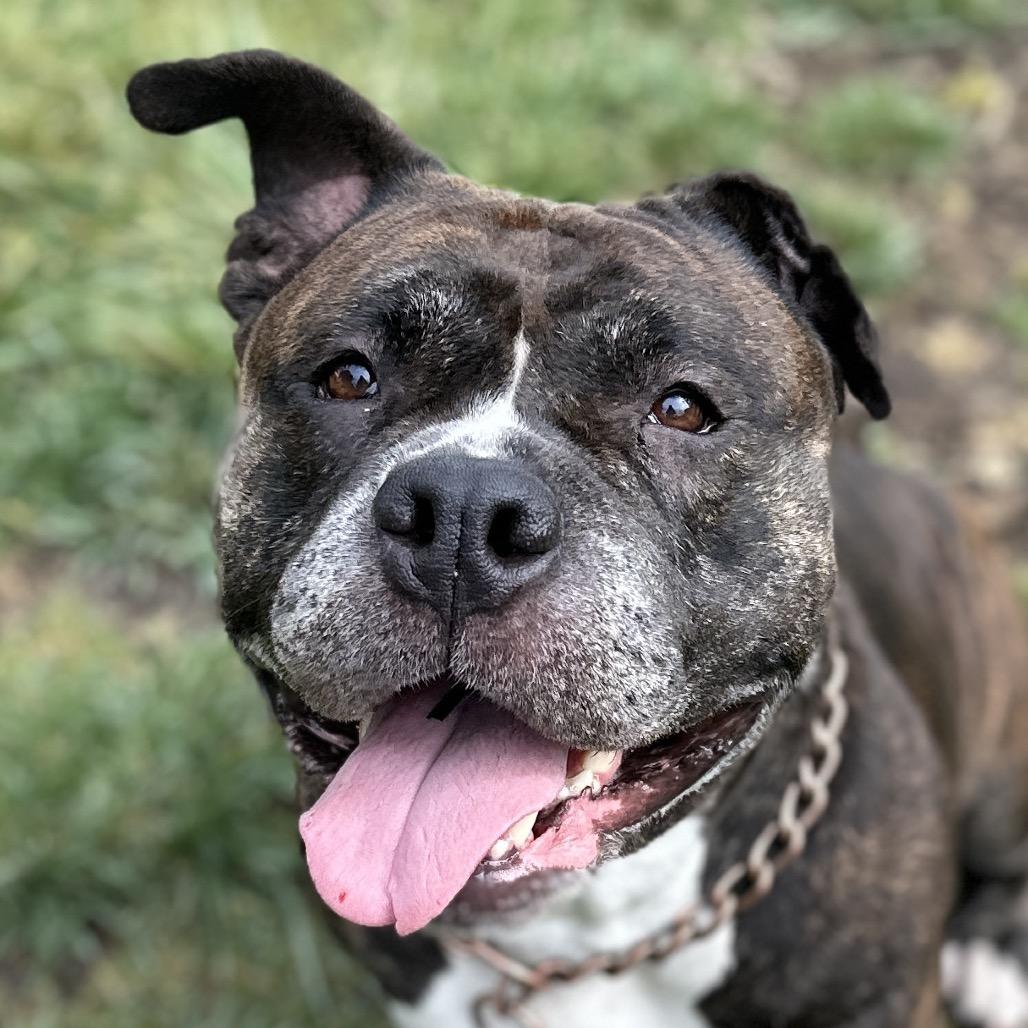 Enlarge Waffles - ECAS, a Adoptable mixed breed in Pleasanton, CA image 1/6