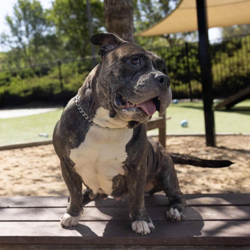 Enlarge Waffles - ECAS, a Adoptable mixed breed in Pleasanton, CA image 3/6