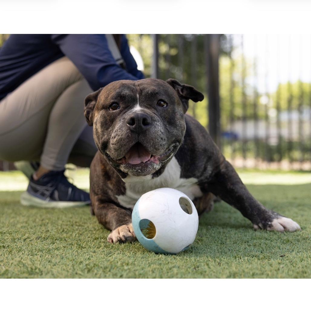 Enlarge Waffles - ECAS, a Adoptable mixed breed in Pleasanton, CA image 5/6