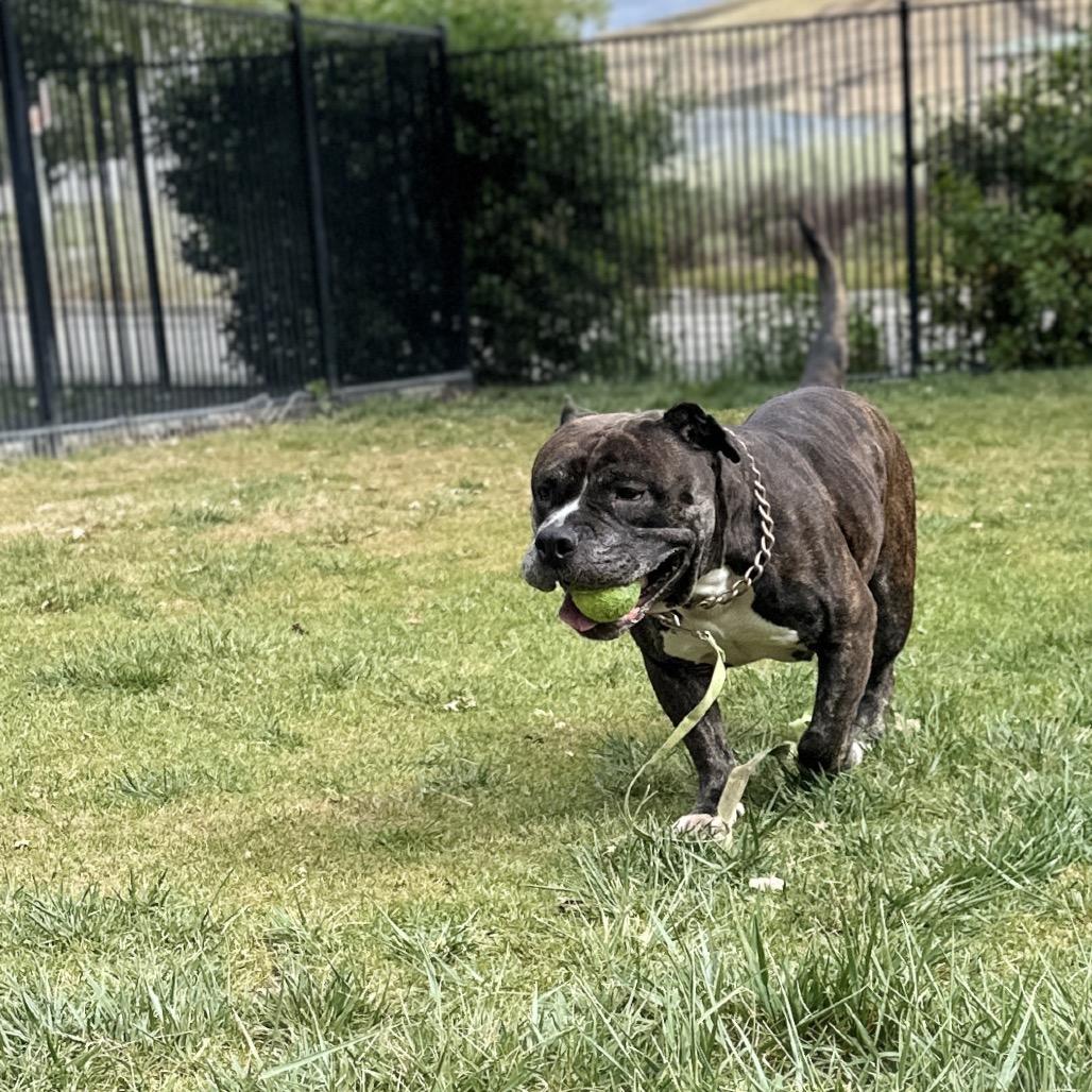 Enlarge Waffles - ECAS, a Adoptable mixed breed in Pleasanton, CA image 6/6
