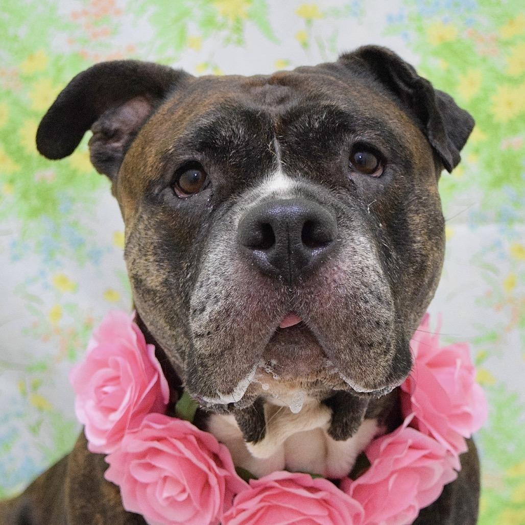 Waffles - ECAS, Adoptable, Adult Female Pit Bull Terrier.