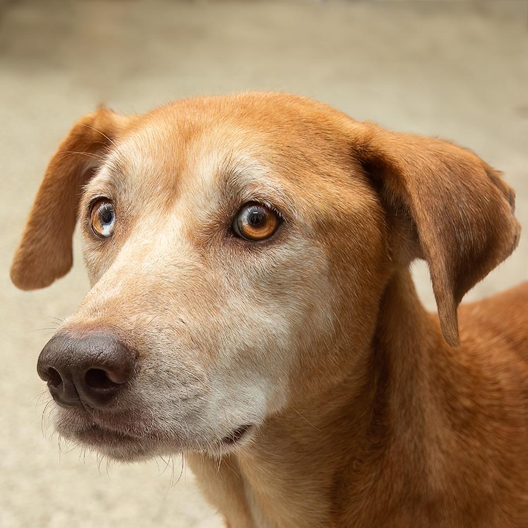 Hope, Adoptable, Adult Female Yellow Labrador Retriever.