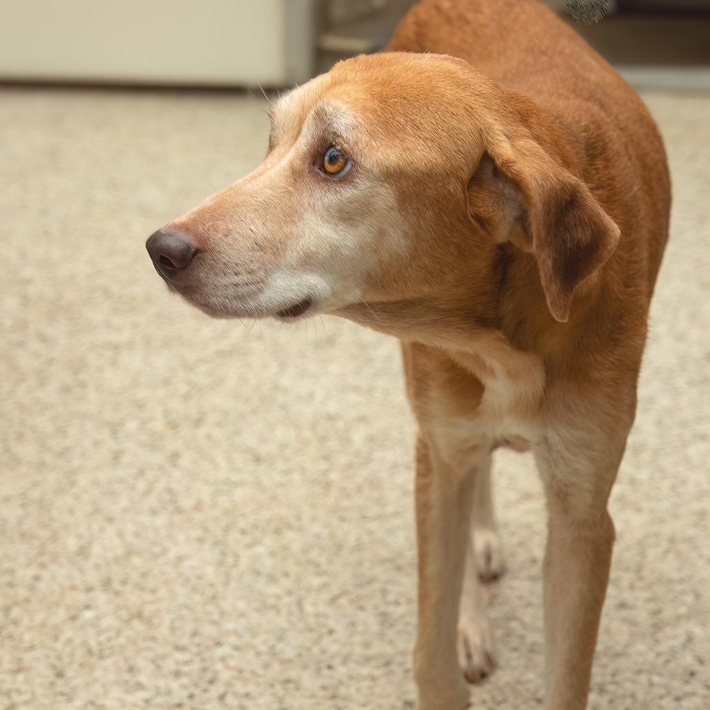 Hope, a Adoptable Yellow Labrador Retriever in Livingston, TX image 2/6