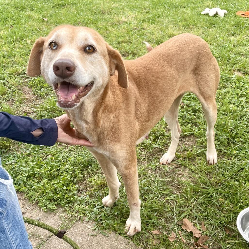 Hope, a Adoptable Yellow Labrador Retriever in Livingston, TX image 3/6