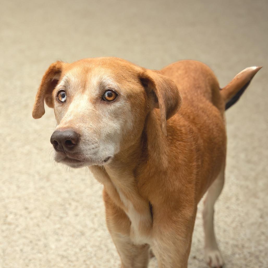 Hope, a Adoptable Yellow Labrador Retriever in Livingston, TX image 4/6