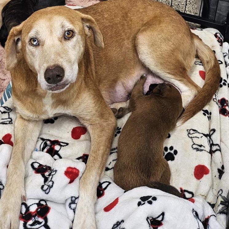 Hope, a Adoptable Yellow Labrador Retriever in Livingston, TX image 5/6