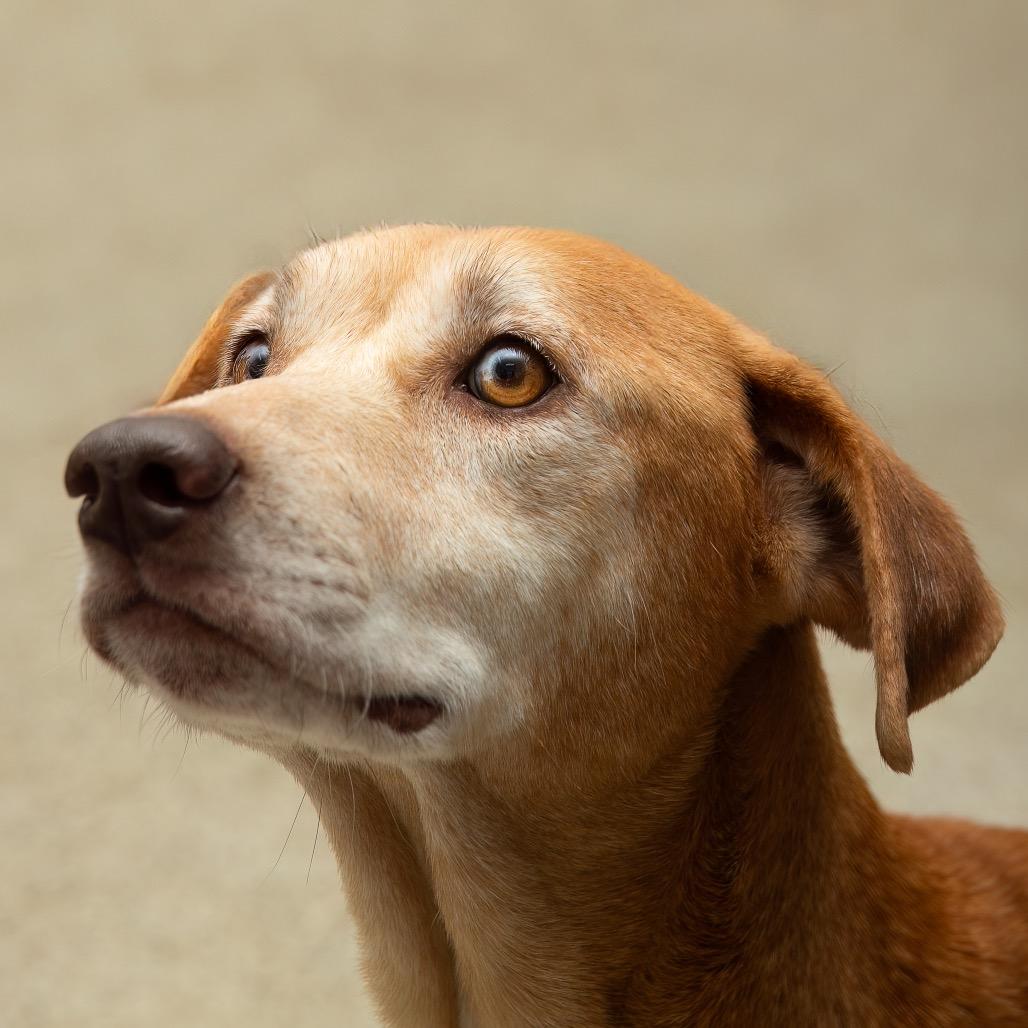 Hope, a Adoptable Yellow Labrador Retriever in Livingston, TX image 6/6