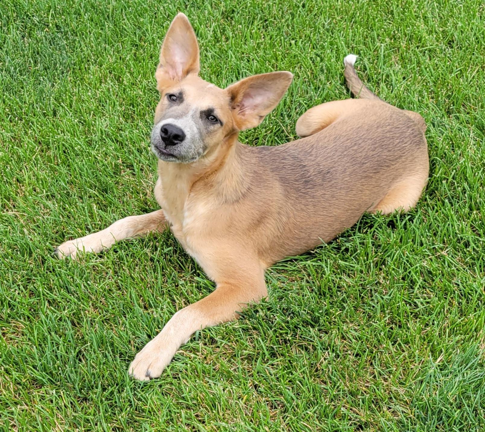 Enlarge Kaylee, a Adoptable mixed breed in Elwood, NJ image 6/6