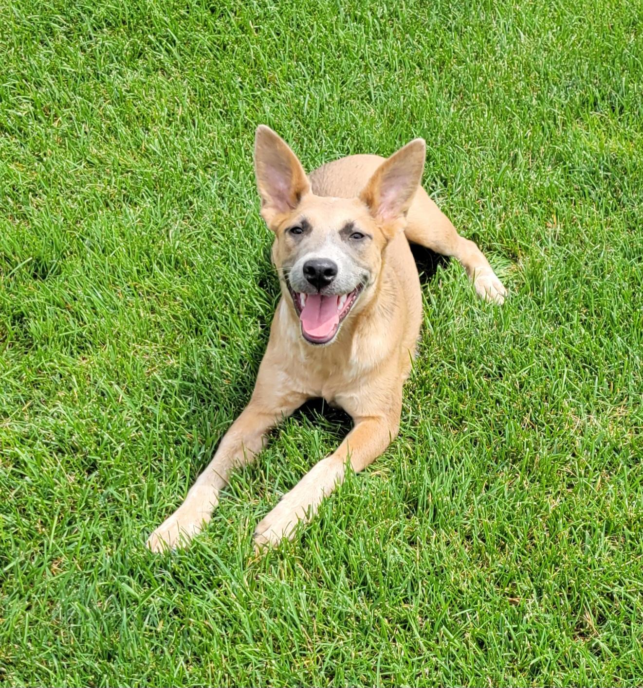 Enlarge Kaylee, a Adoptable mixed breed in Elwood, NJ image 3/6