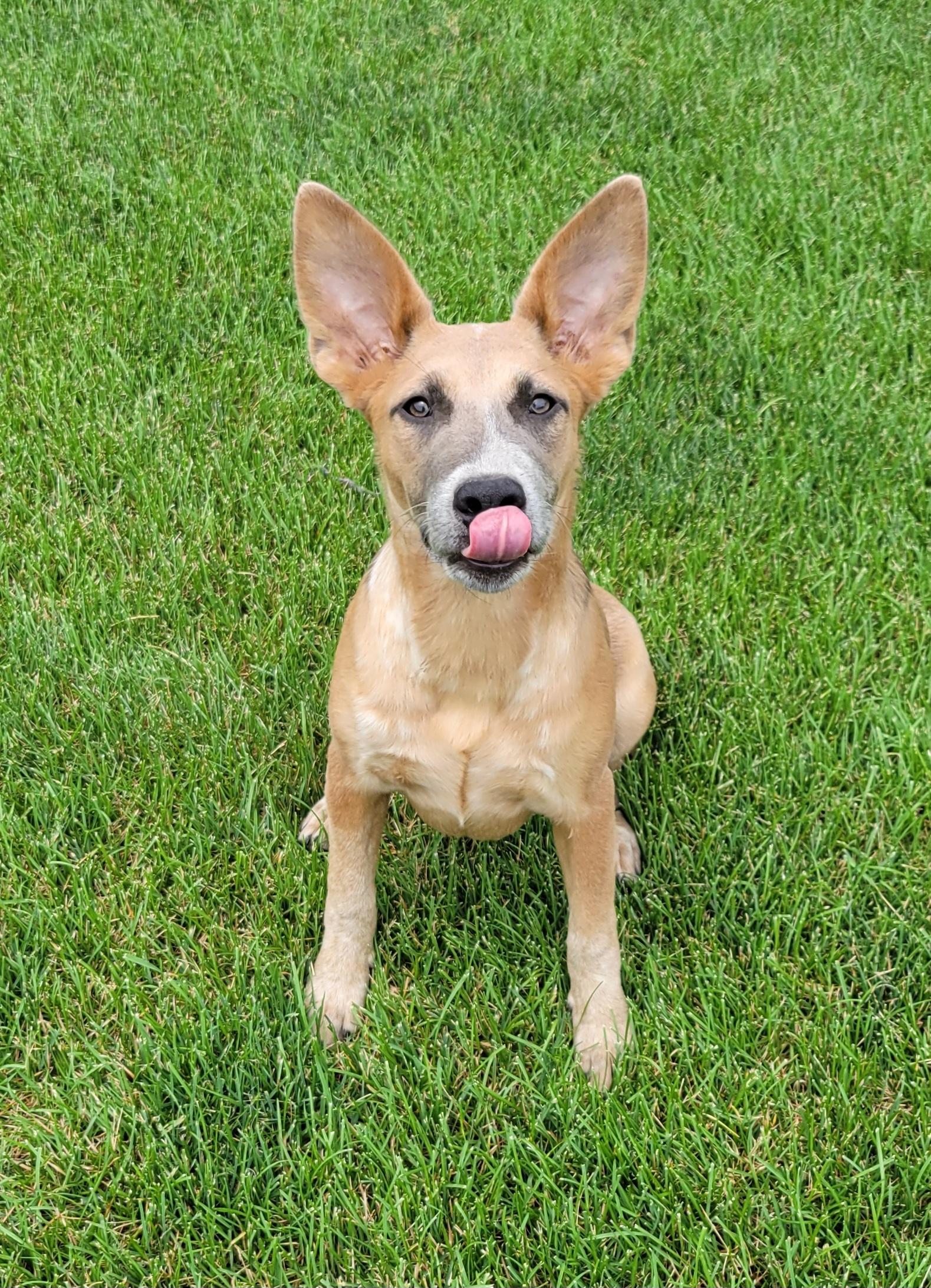 Enlarge Kaylee, a Adoptable mixed breed in Elwood, NJ image 4/6