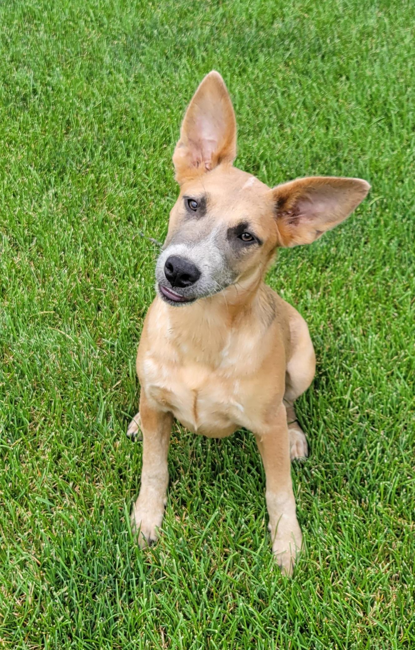 Kaylee, Adoptable, Puppy Female Australian Cattle Dog / Blue Heeler & Labrador Retriever.