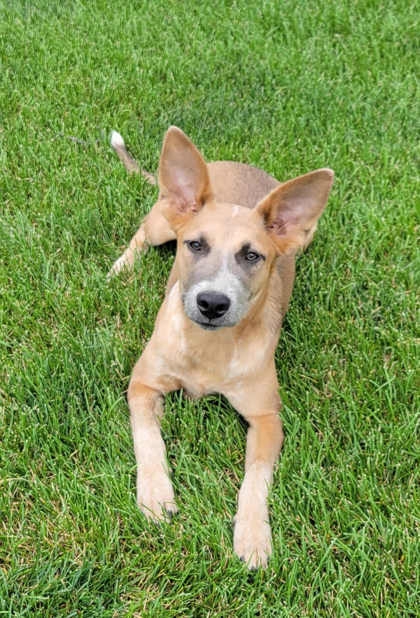 Enlarge Kaylee, a Adoptable mixed breed in Elwood, NJ image 2/6
