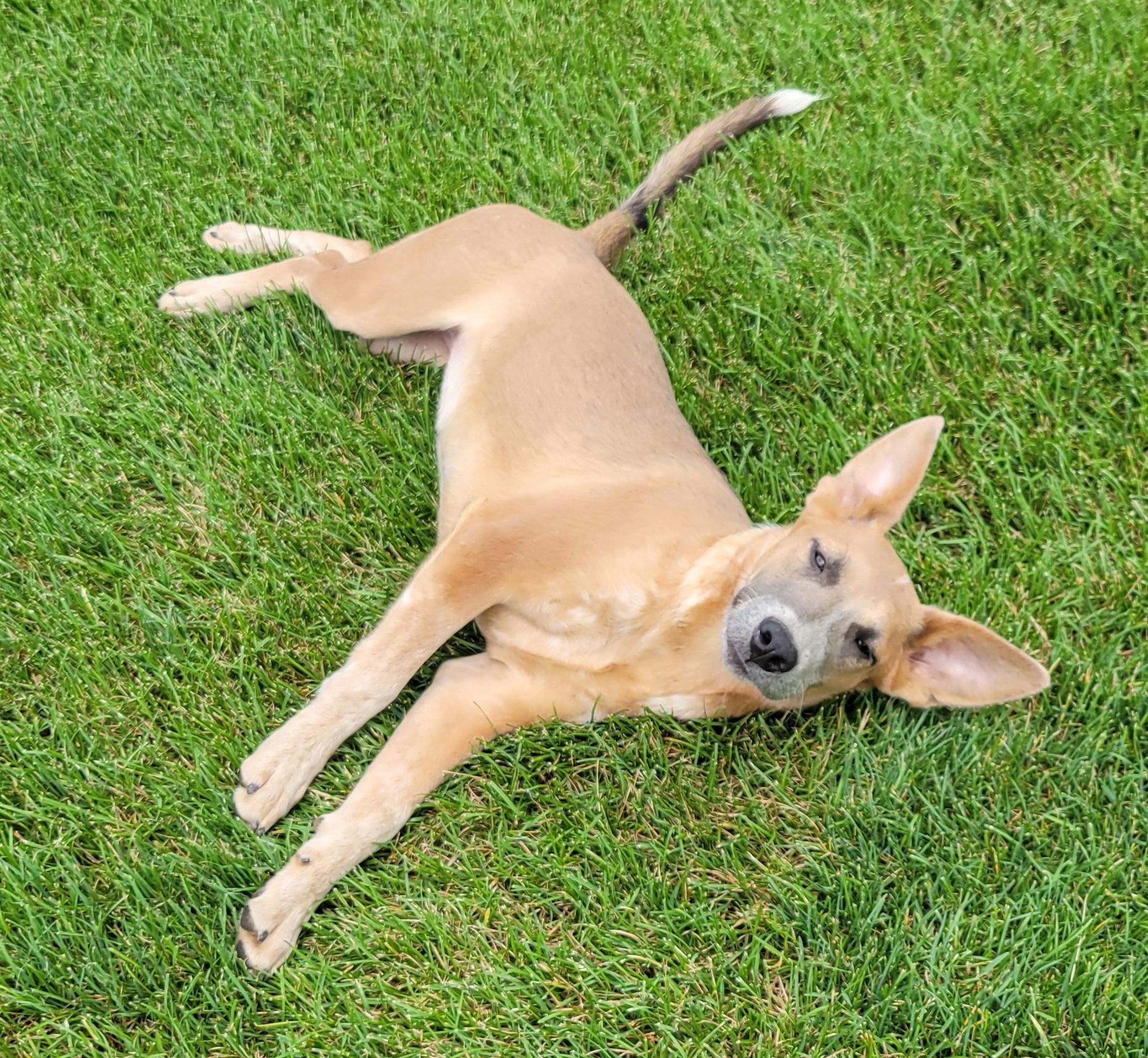 Enlarge Kaylee, a Adoptable mixed breed in Elwood, NJ image 5/6