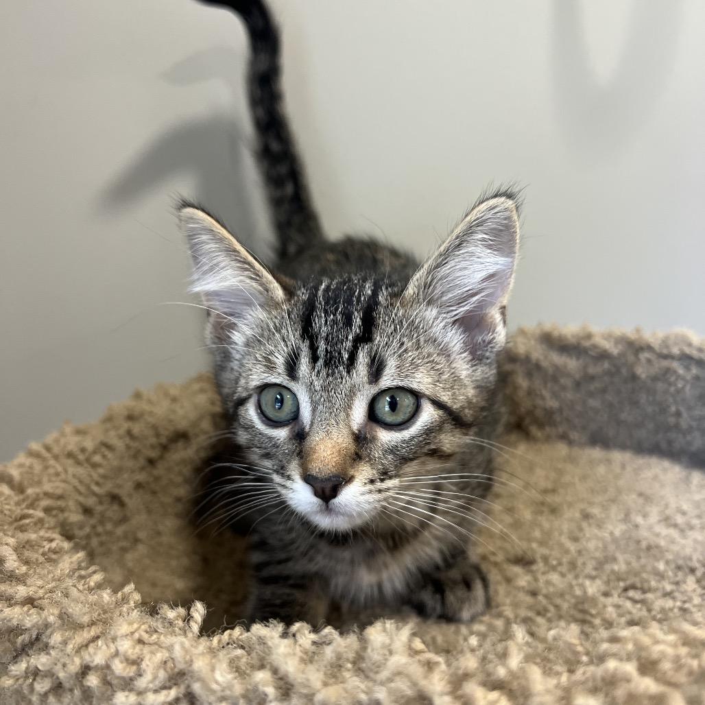 Barnacle (White Collar), Adoptable, Kitten Male Domestic Short Hair.