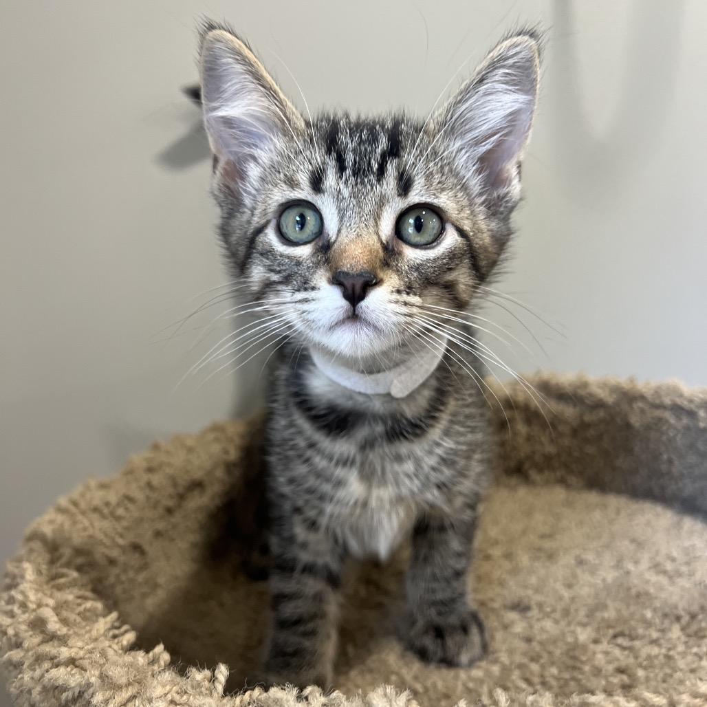 Enlarge Barnacle (White Collar), a Adoptable Domestic Short Hair in Puslinch, ON image 2/4