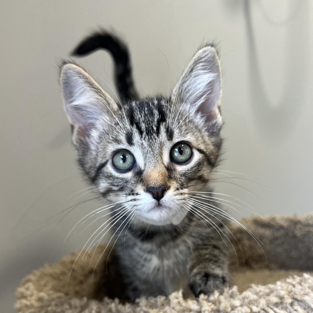 Enlarge Barnacle (White Collar), a Adoptable Domestic Short Hair in Puslinch, ON image 3/4