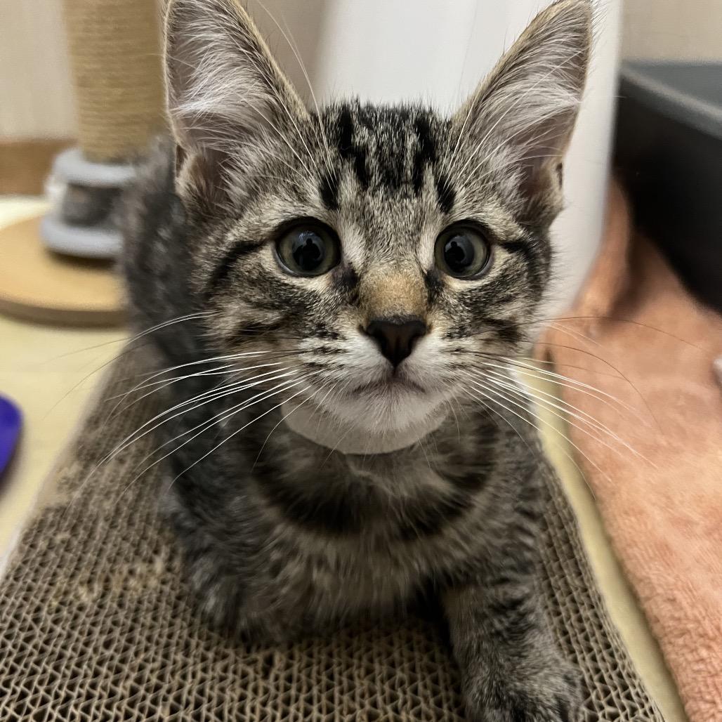 Enlarge Barnacle (White Collar), a Adoptable Domestic Short Hair in Puslinch, ON image 4/4