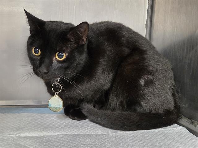 Enlarge JUNIOR, a Adoptable Domestic Short Hair in Panama City, FL image 1/1