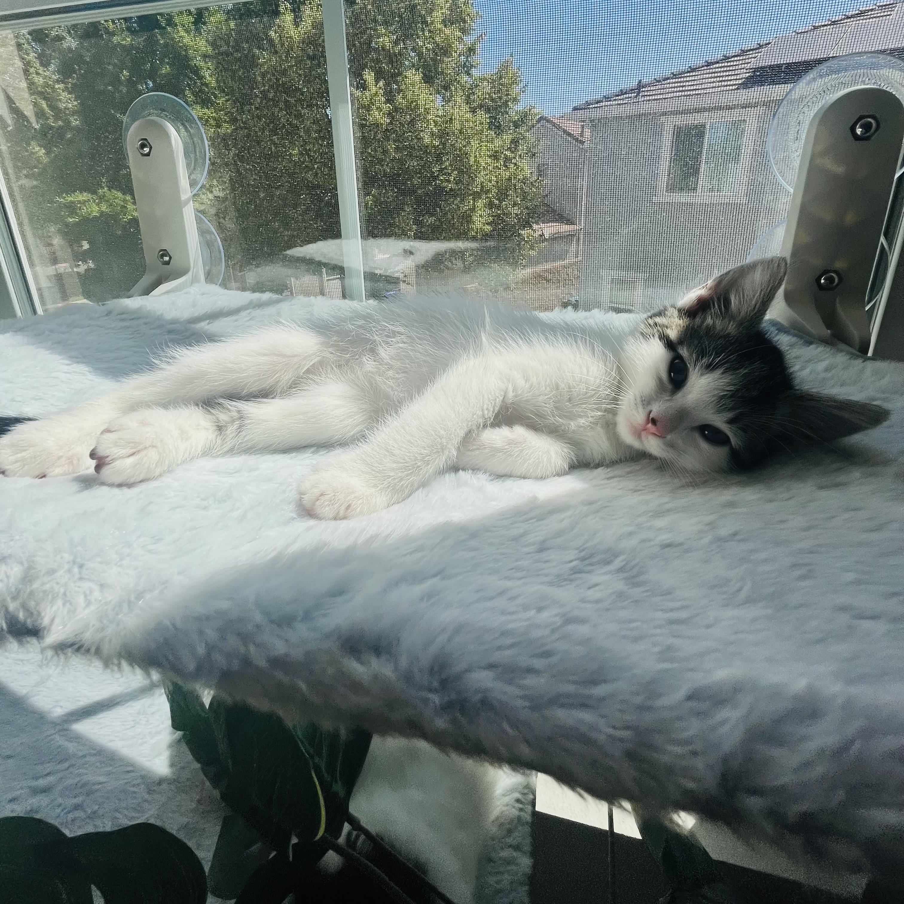 Cookie Monster, a ADOPTABLE Domestic Medium Hair in Sacramento, CA image 4/6