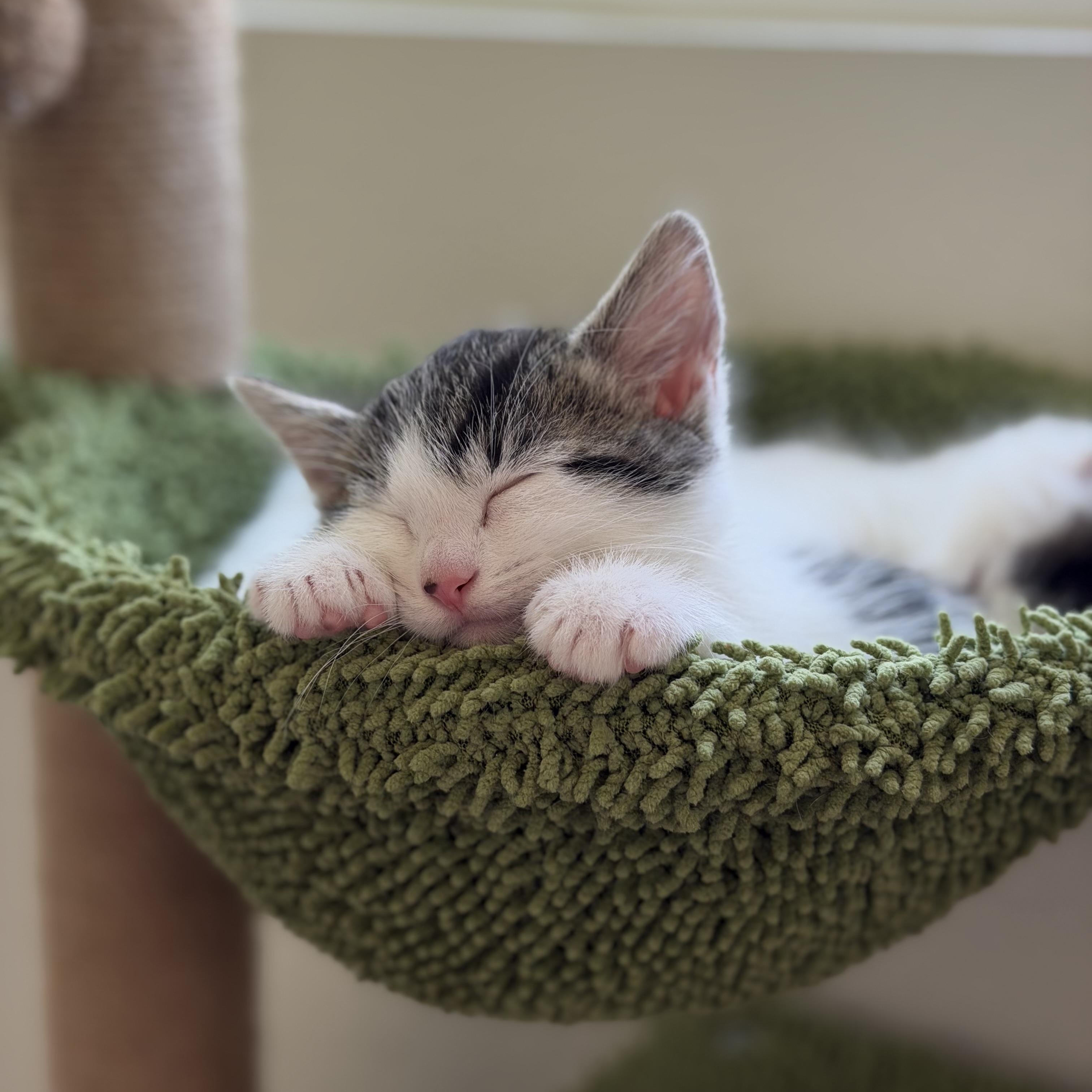 Cookie Monster, a ADOPTABLE Domestic Medium Hair in Sacramento, CA image 1/6