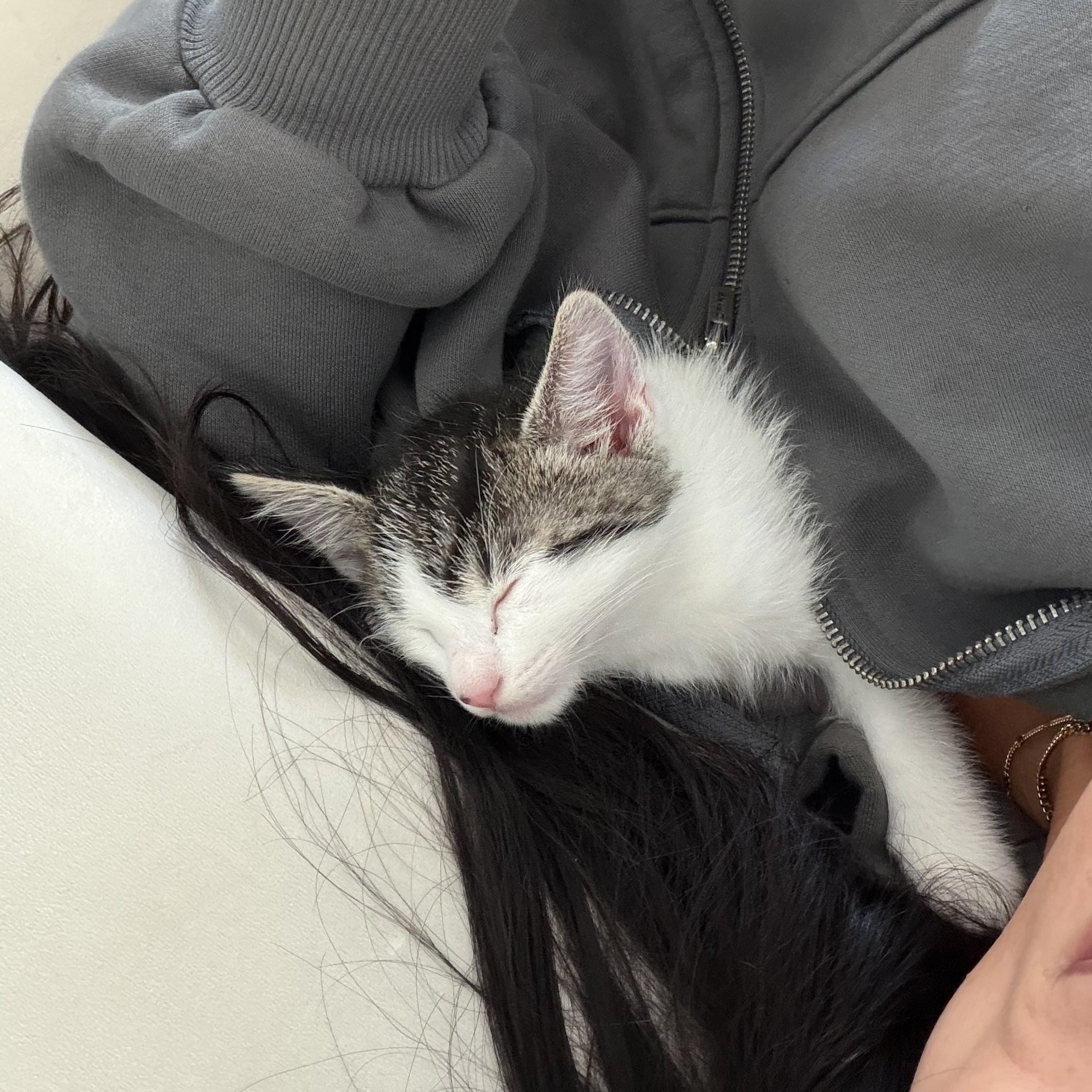 Cookie Monster, a ADOPTABLE Domestic Medium Hair in Sacramento, CA image 2/6
