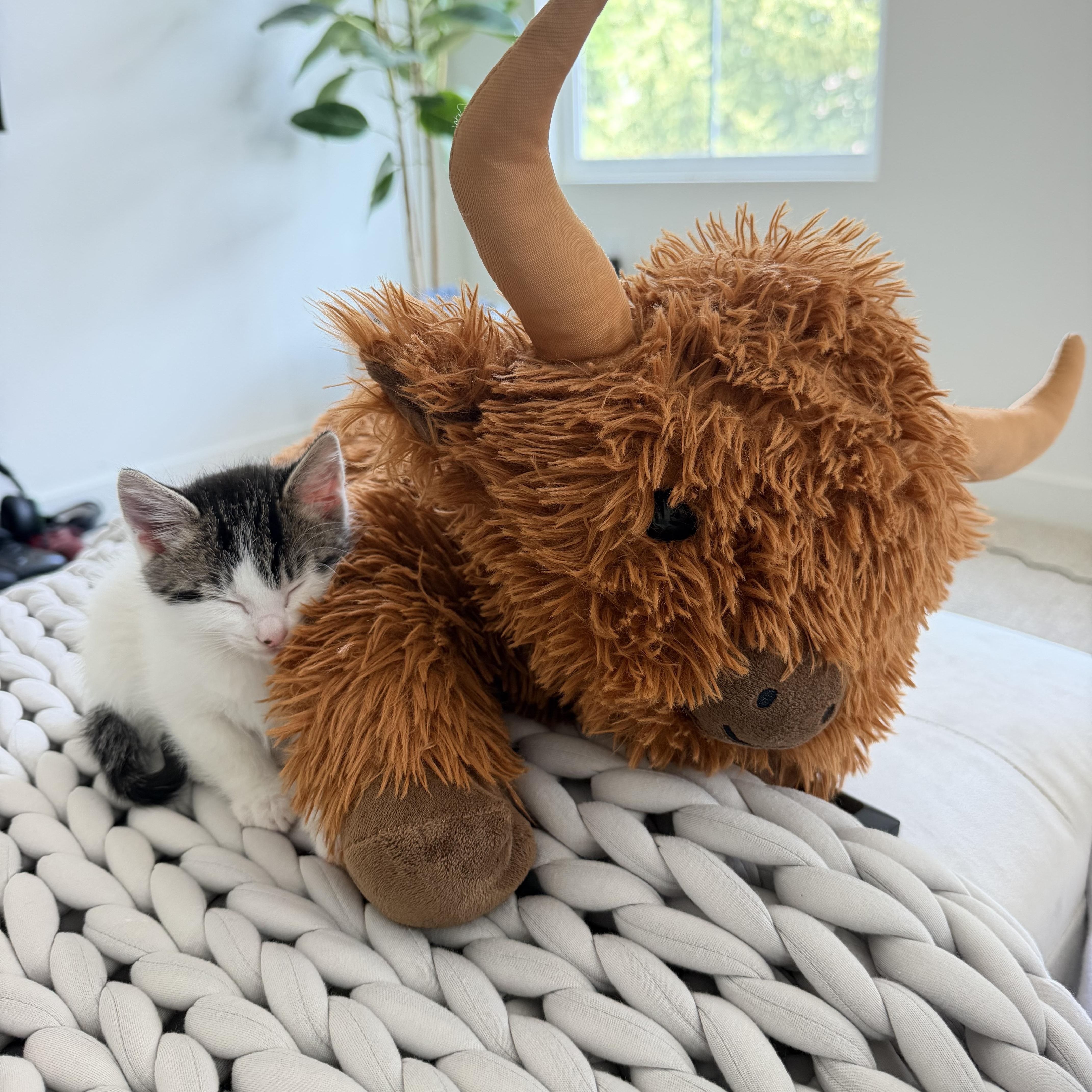 Cookie Monster, a ADOPTABLE Domestic Medium Hair in Sacramento, CA image 3/6