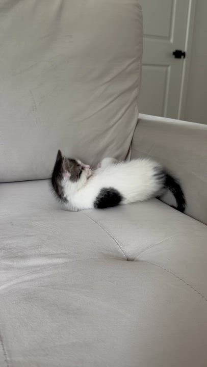 Enlarge Cookie Monster, a ADOPTABLE Domestic Medium Hair in Sacramento, CA video 5/6