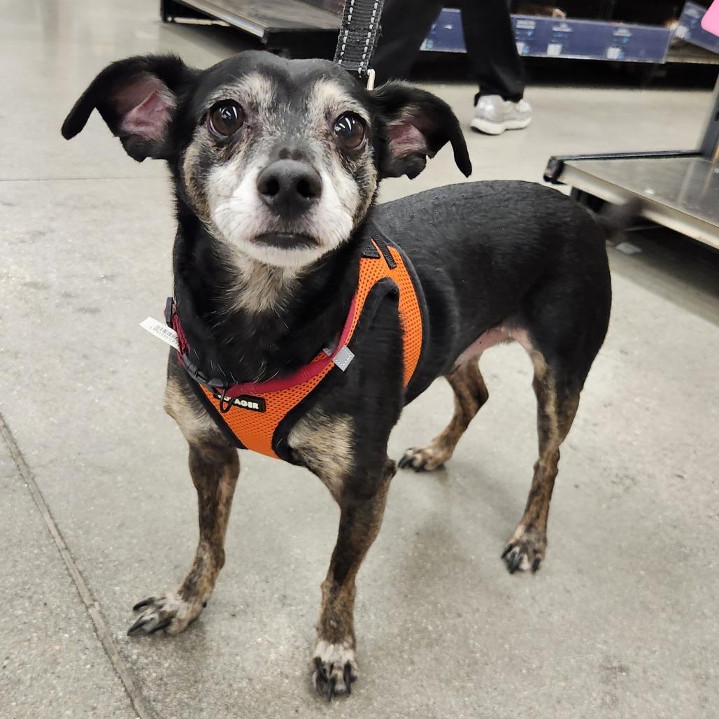 Enlarge Thor Barkly, a Adoptable mixed breed in Las Vegas, NV image 1/5