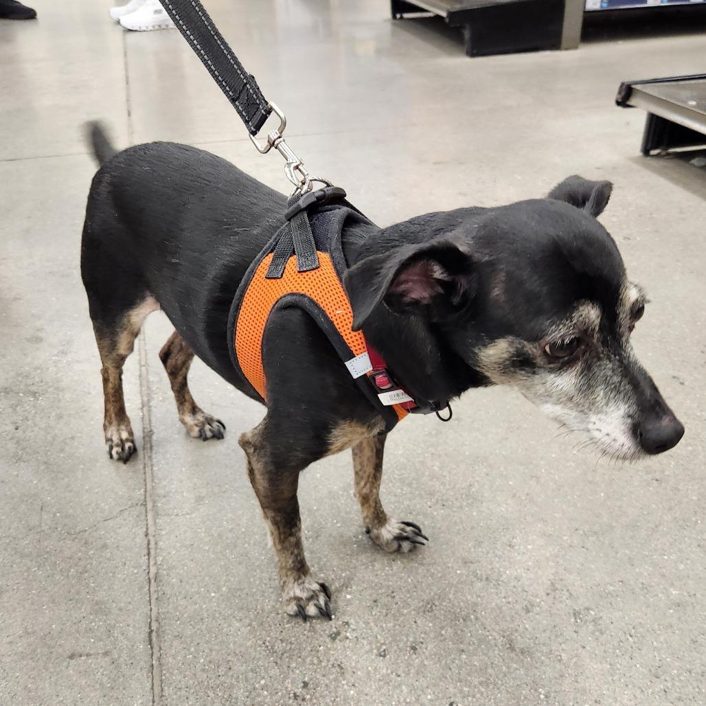 Enlarge Thor Barkly, a Adoptable mixed breed in Las Vegas, NV image 2/5