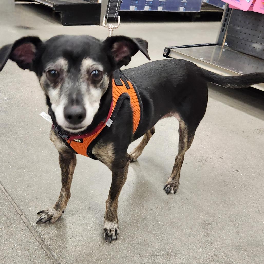 Enlarge Thor Barkly, a Adoptable mixed breed in Las Vegas, NV image 4/5