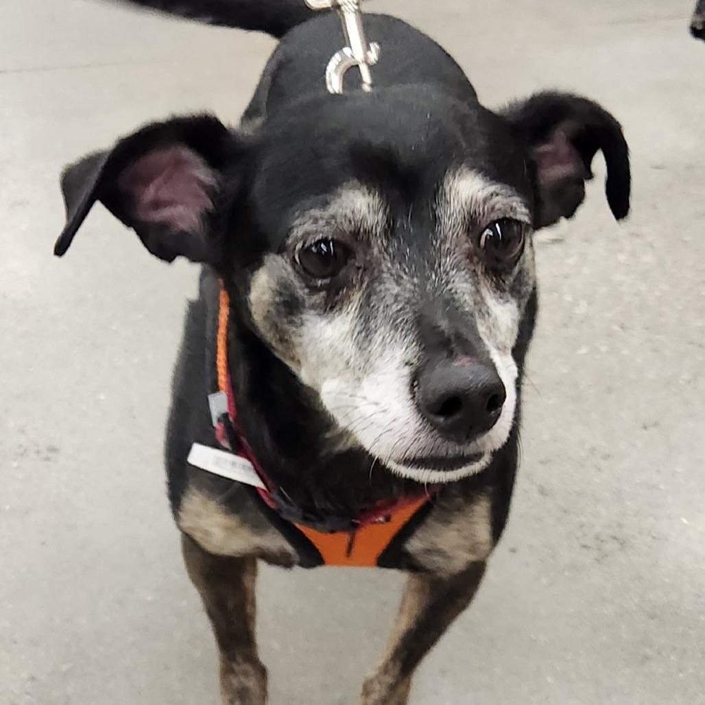 Enlarge Thor Barkly, a Adoptable mixed breed in Las Vegas, NV image 5/5