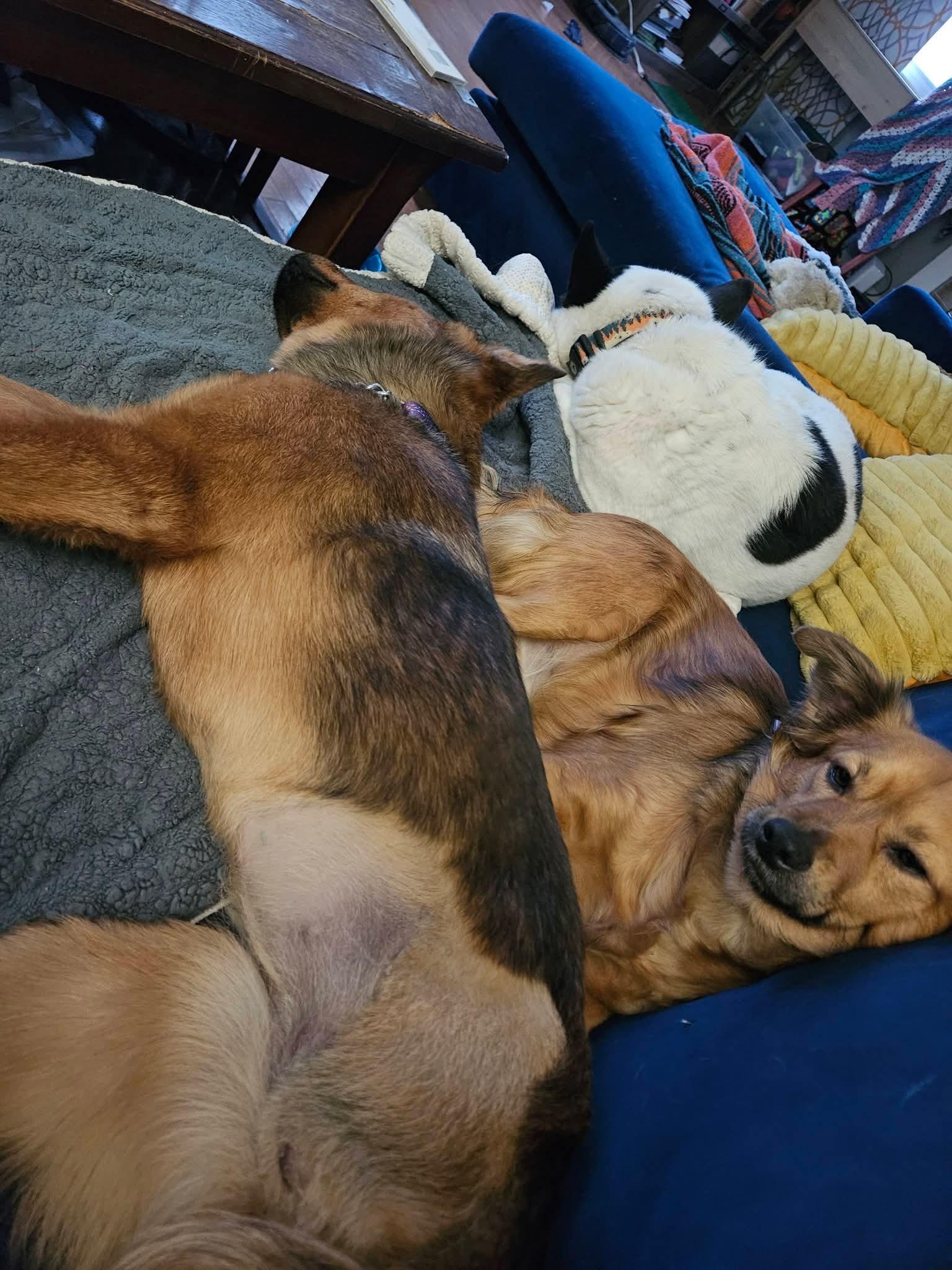 Enlarge Teddy , an adopted mixed breed in Oswego, IL image 3/4