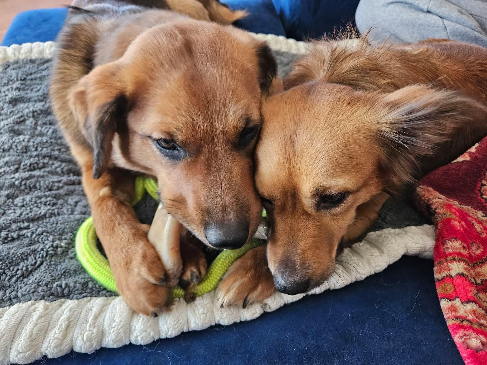 Enlarge Teddy , an adopted mixed breed in Oswego, IL image 4/4