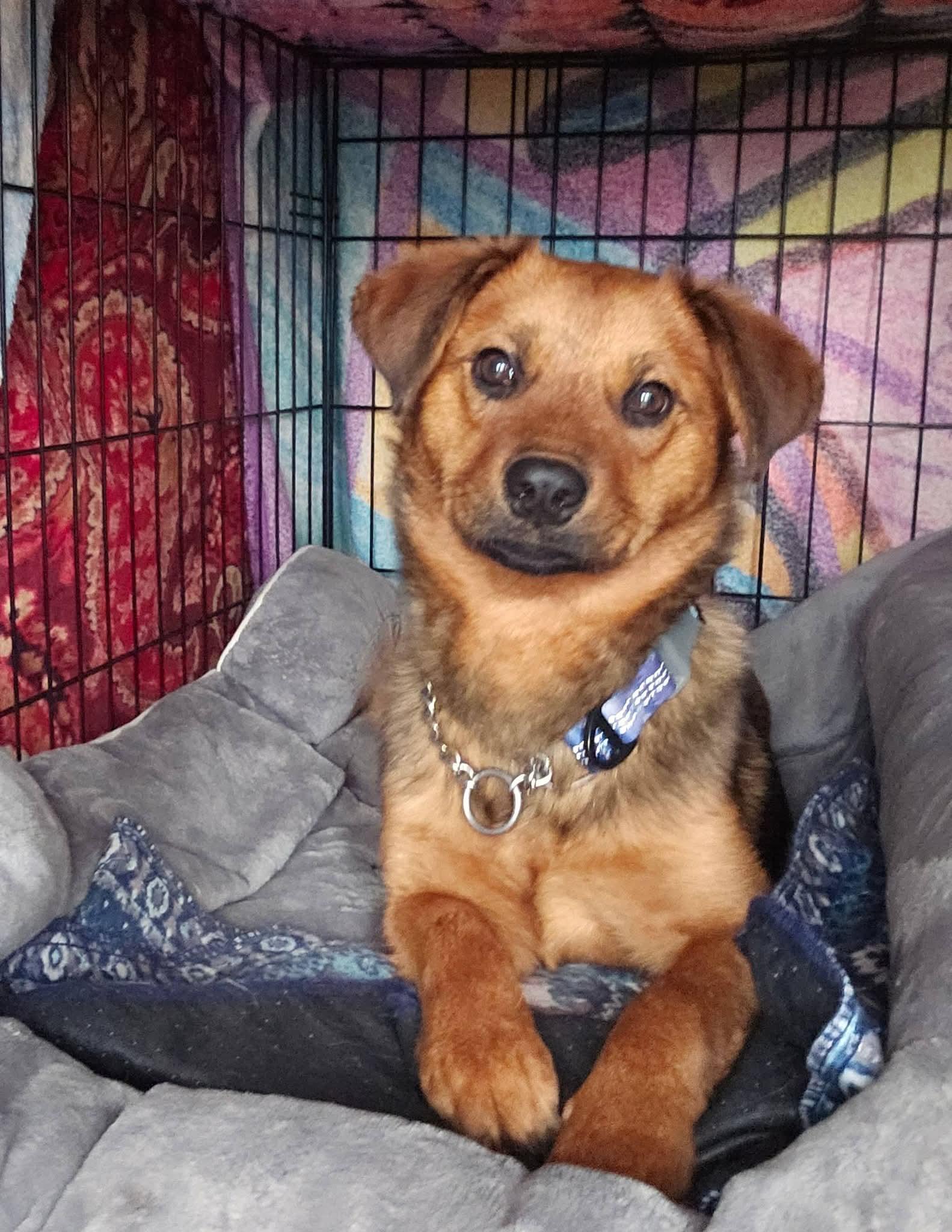 Enlarge Teddy , an adopted mixed breed in Oswego, IL image 1/4