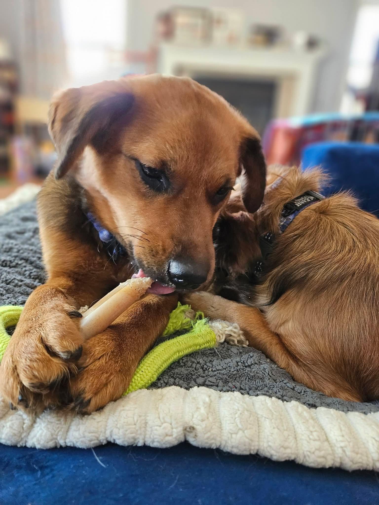 Enlarge Teddy , an adopted mixed breed in Oswego, IL image 2/4