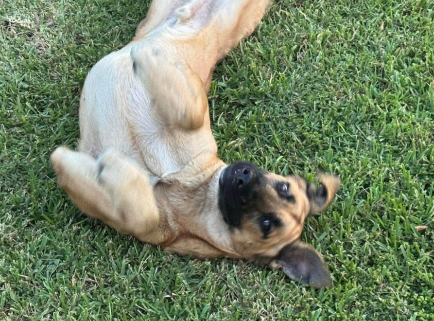 Sweet duo, a Adoptable mixed breed in Naples, FL image 1/3