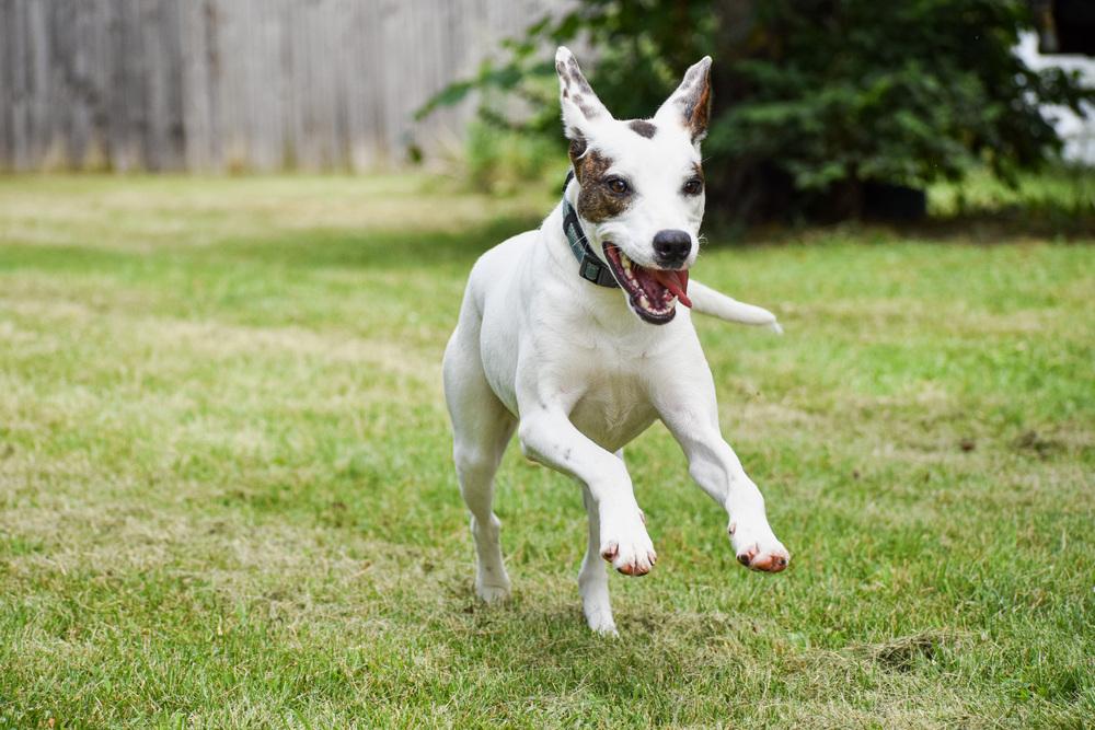 Enlarge Meg, a Adoptable mixed breed in New Albany, OH image 2/6