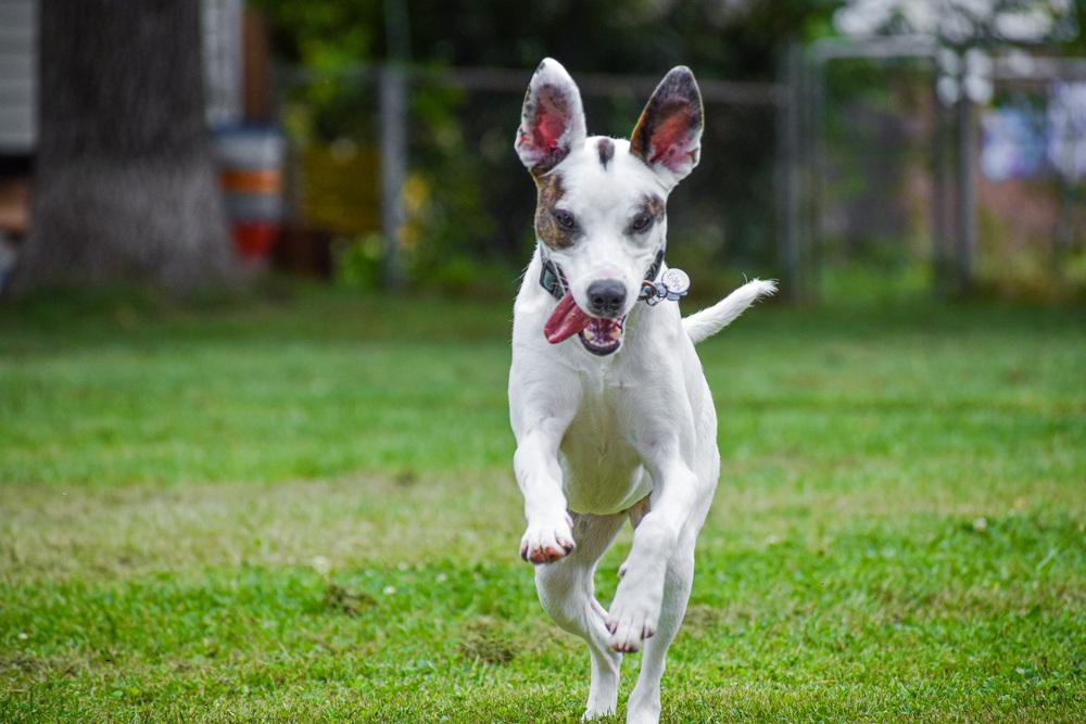 Enlarge Meg, a Adoptable mixed breed image 1/1