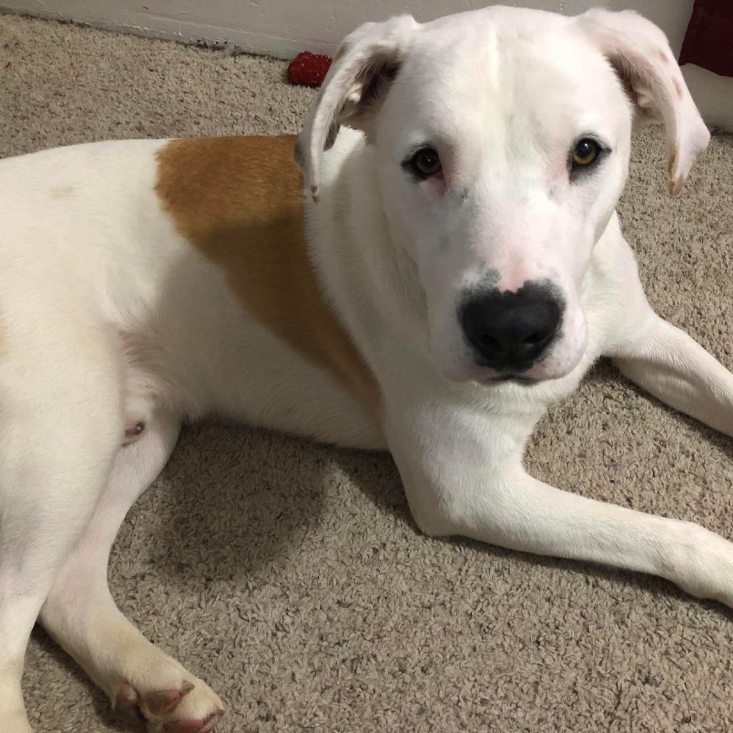 Gimlet, Adoptable, Young Male Labrador Retriever & Boxer.