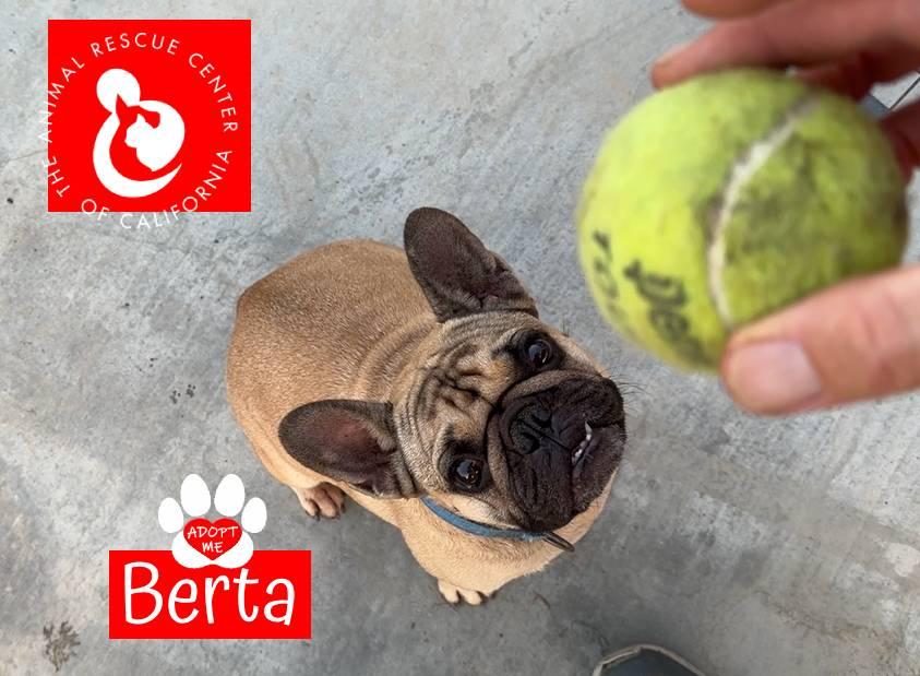 Enlarge Berta, an adopted French Bulldog in Coachella, CA image 4/5
