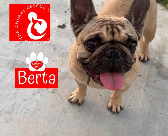Enlarge Berta, an adopted French Bulldog in Coachella, CA image 2/5