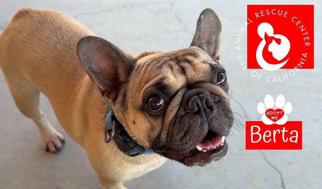 Berta, adopted, Young Female French Bulldog.