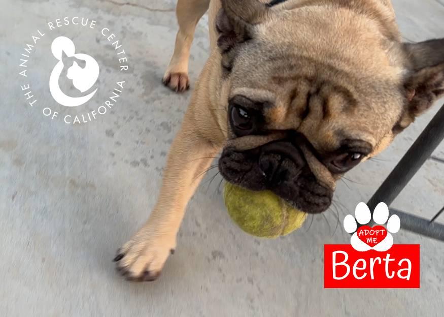 Enlarge Berta, an adopted French Bulldog in Coachella, CA image 3/5