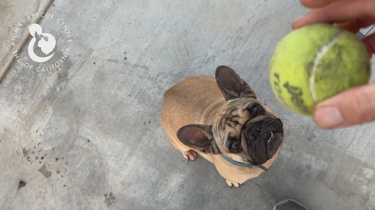 Enlarge Berta, an adopted French Bulldog in Coachella, CA video 5/5